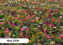 Bord Bia Bloom 2026