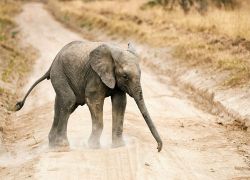 Game Drive in Chobe