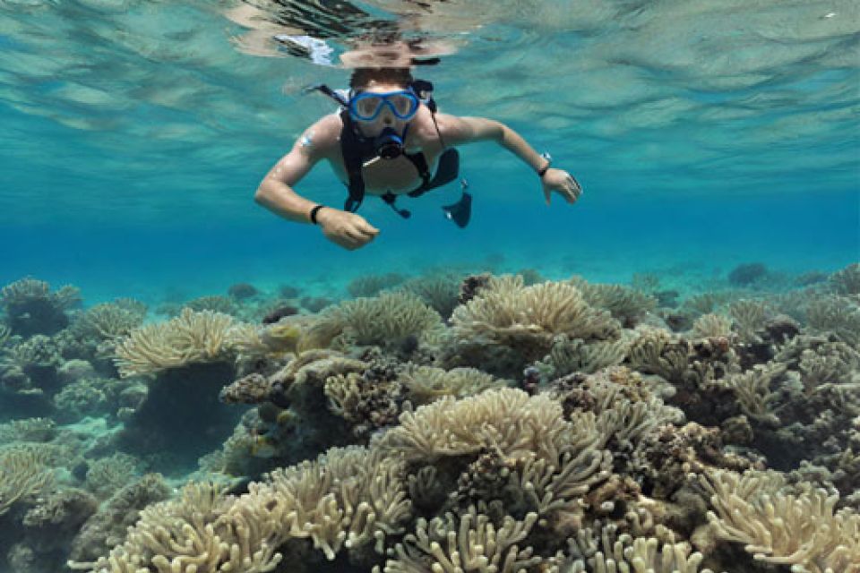 Snorkeling in Mauritius 