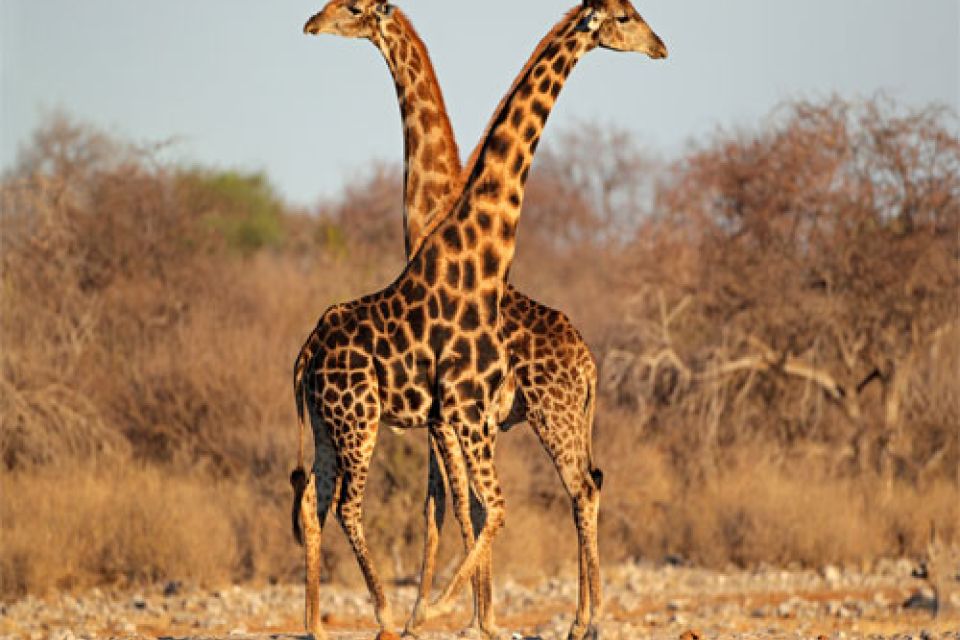 Etosha National Park