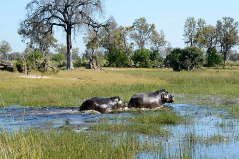 Okavango Delta