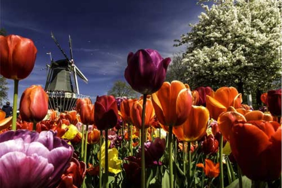 Keukenhof