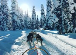 Husky Powered Adventure in Finland