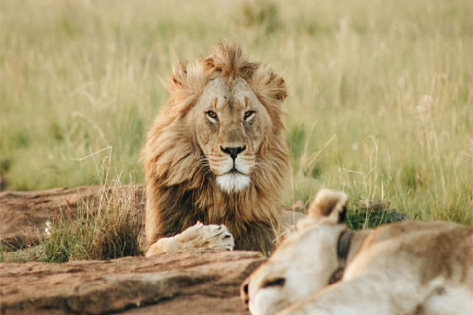 Safari in Niokolo Koba National Park