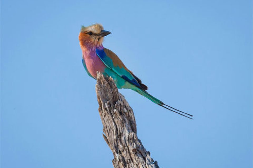 Unique Birdwatching Safari in Mozambique