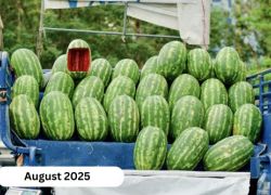 Melon Festival 2025